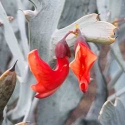 epiphyllum